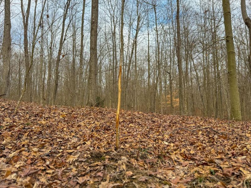 0 Long Fork Road, Piketon, OH 45661 Photo 10