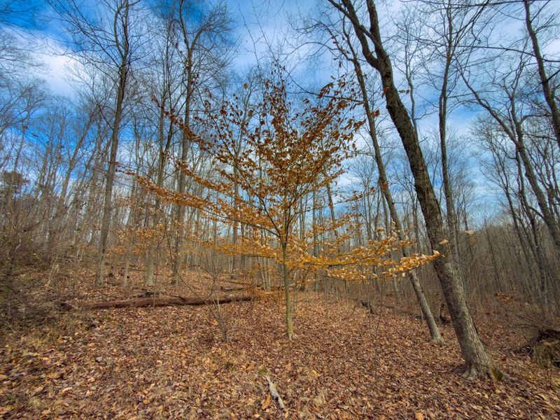 0 Long Fork Road, Piketon, OH 45661 Photo 11