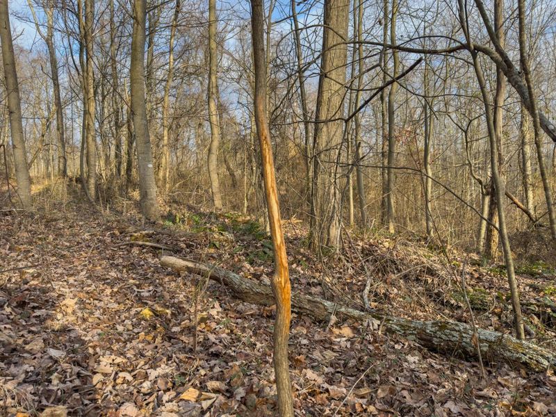 0 Long Fork Road, Piketon, OH 45661 Photo 28