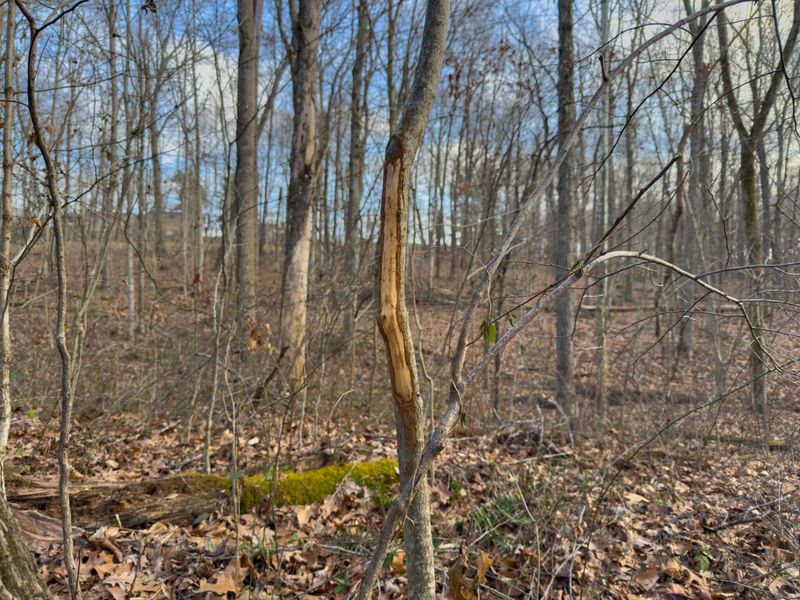 0 Long Fork Road, Piketon, OH 45661 Photo 31