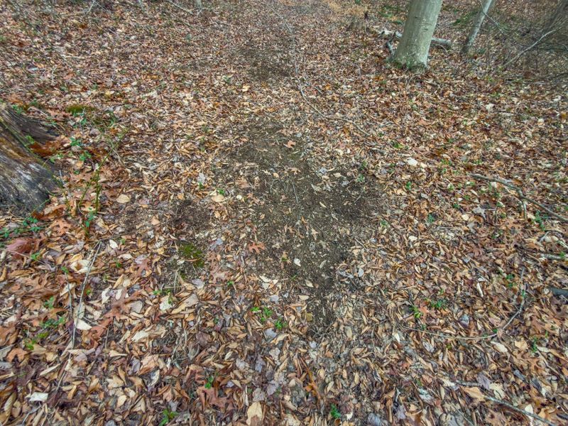 0 Long Fork Road, Piketon, OH 45661 Photo 9