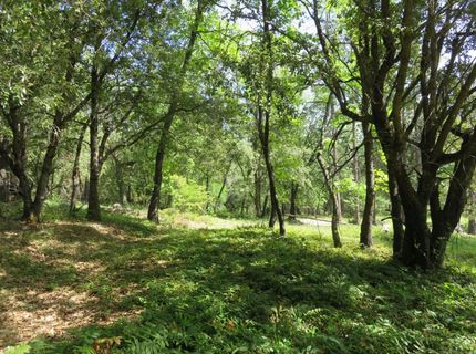 Higdon Spink Rd, West Point, CA 95255 Photo