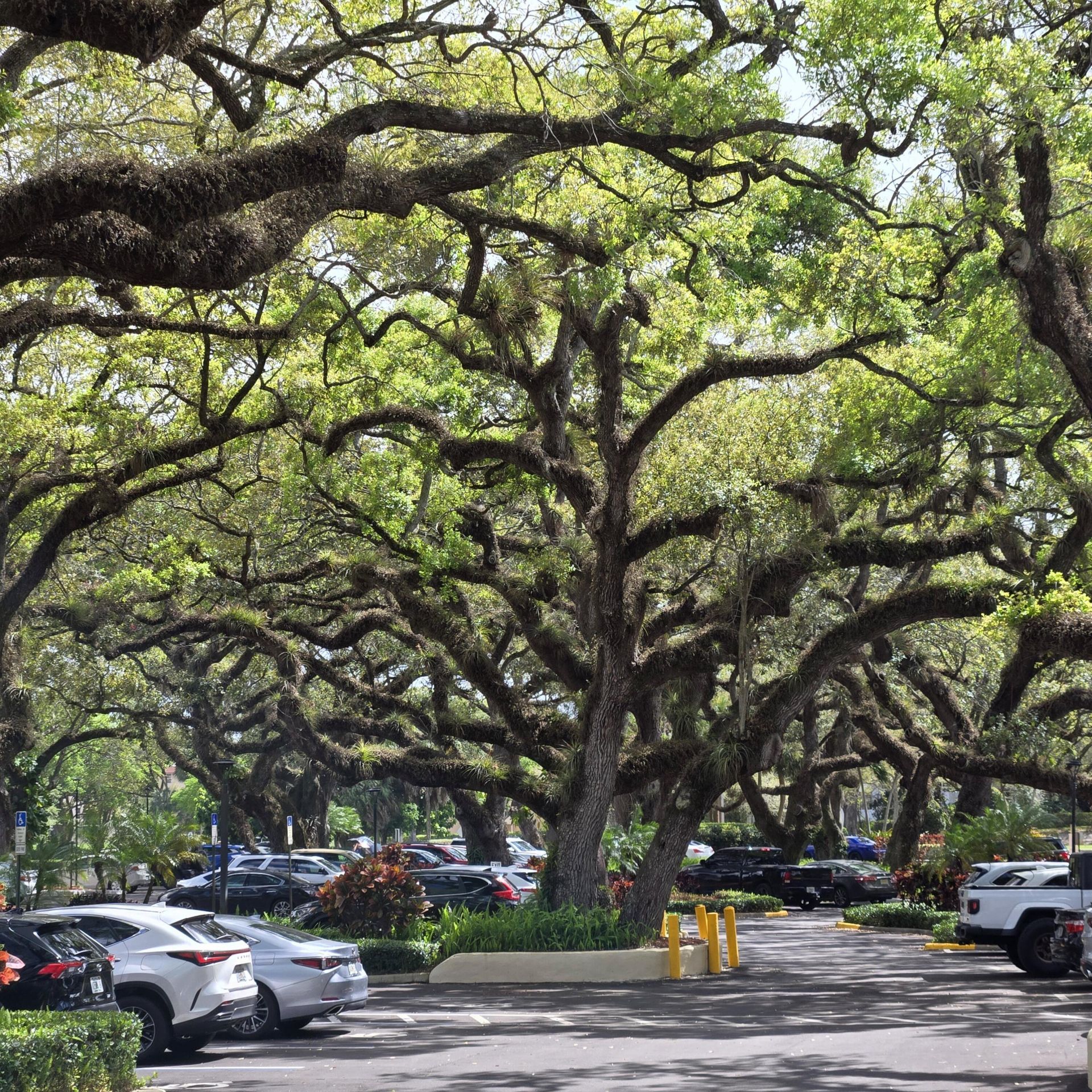 9440 Live Oak Place, Davie, FL 33324 Photo