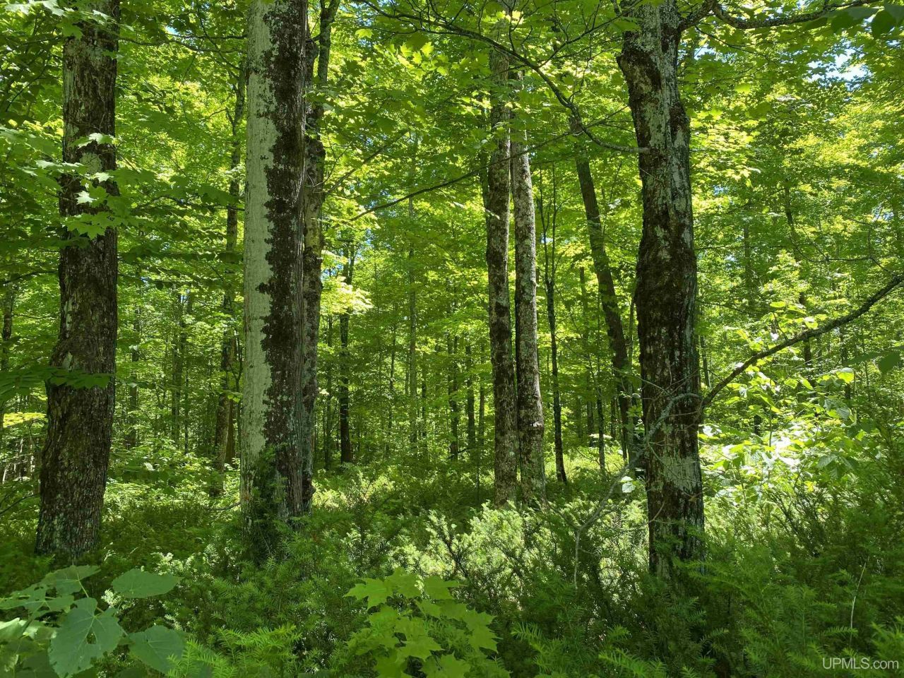 Off Niemi Lane, Ironwood Twp, MI 49938 Main Photo