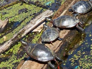 135 LORA DRIVE , Unit ONE, WOODSTOCK, VA 22664