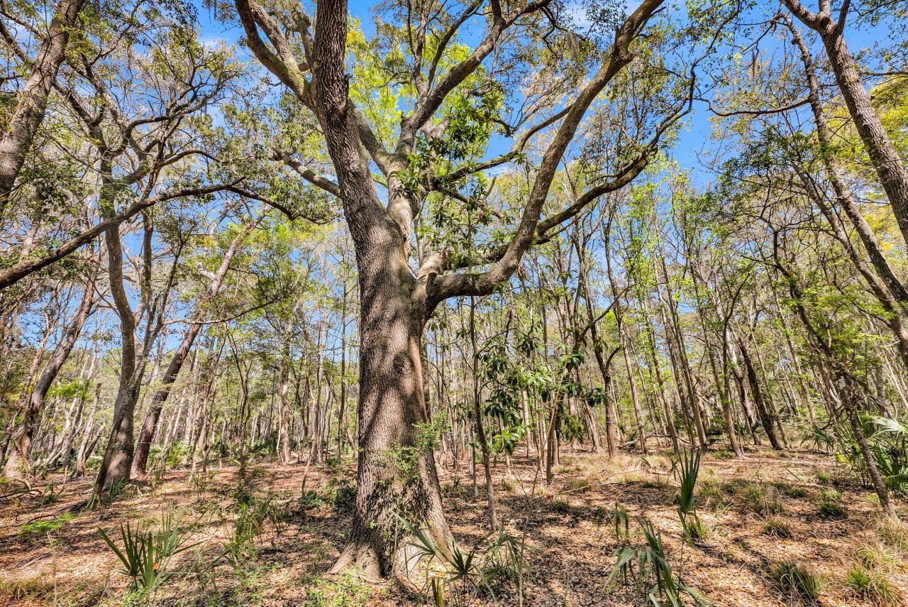 4173 Gnarled Oaks Lane Photo 13