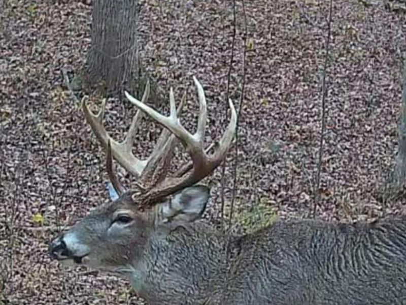 1025 Davis Memorial Road, Peebles, OH 45660 Photo 55