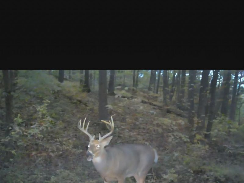 1025 Davis Memorial Road, Peebles, OH 45660 Photo 56