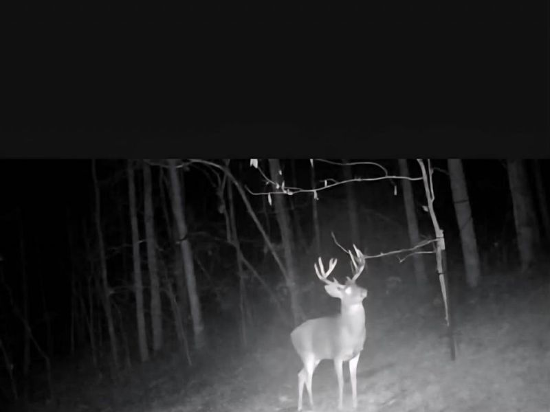 1025 Davis Memorial Road, Peebles, OH 45660 Photo 61