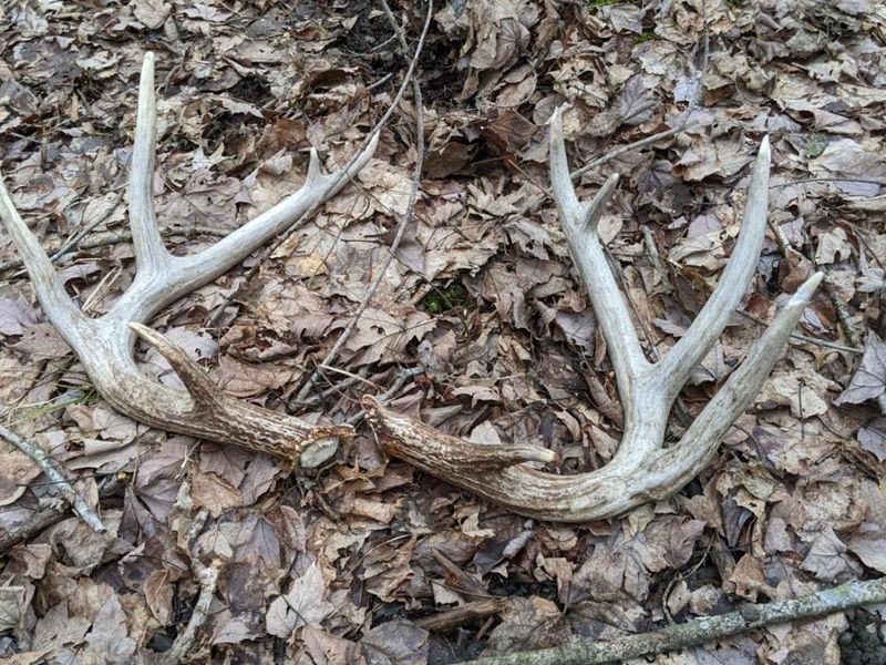 acres Yankeetwon Road, Hamersville, OH 45130 Photo 9