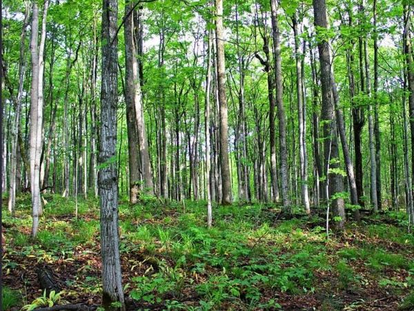 4292 Valleyview Trail, Elmira, MI 49730