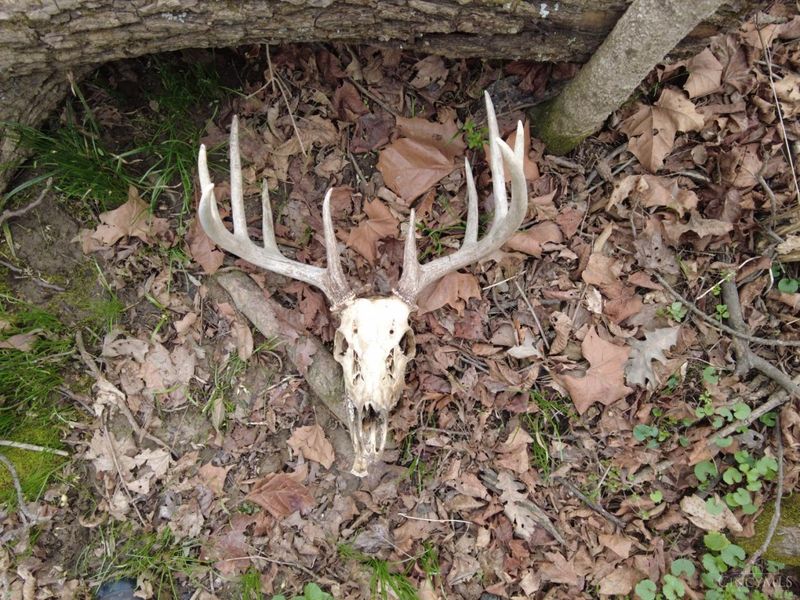 8691 Luck Street, Pleasant Plain, OH 45162 Photo 28