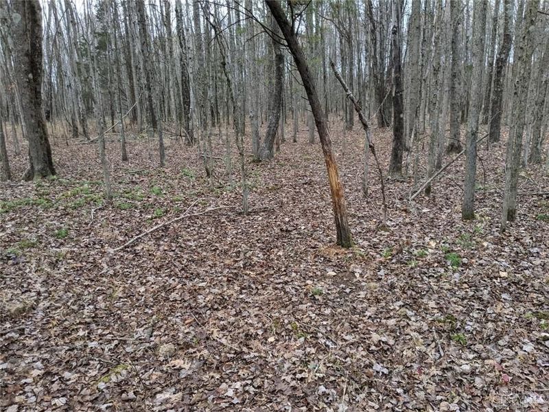 72-Acres Yankeetown, Hamersville, OH 45130 Photo 7