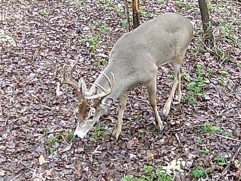 72-Acres Yankeetown, Hamersville, OH 45130 Photo 8