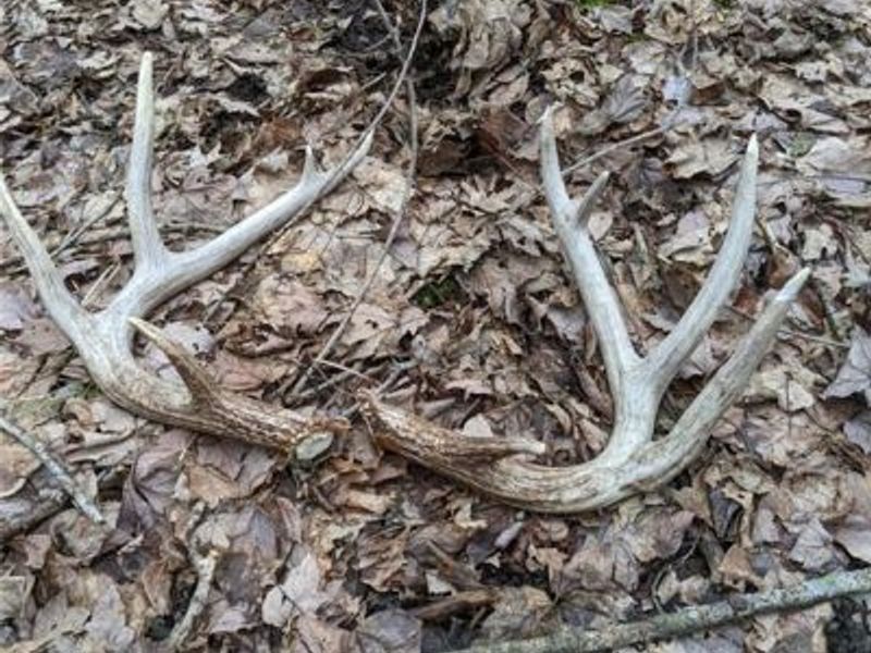 72-Acres Yankeetown, Hamersville, OH 45130 Photo 9