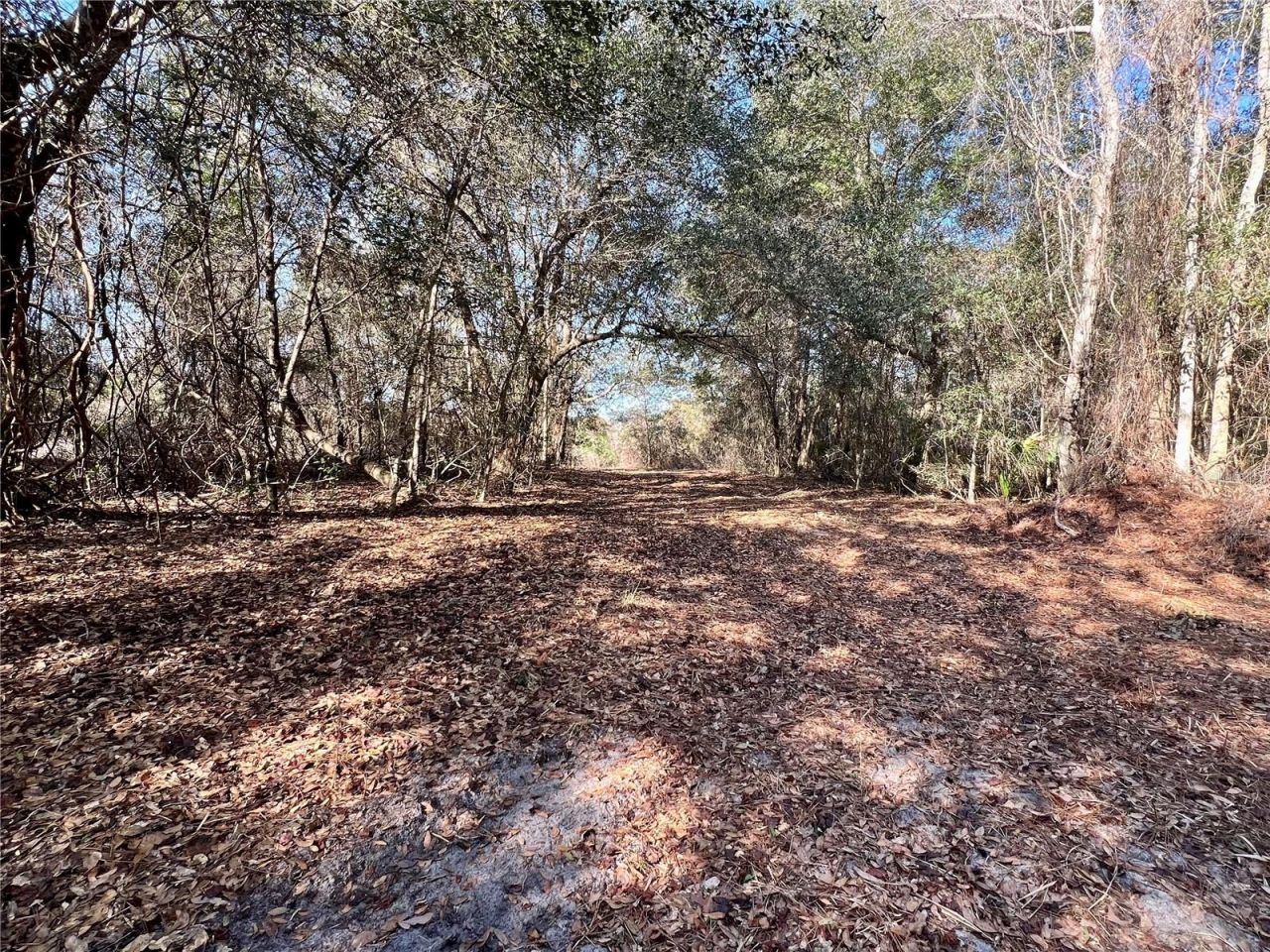 0 Forest  02, #2, SE 150th Street, Umatilla, FL 32784 Photo