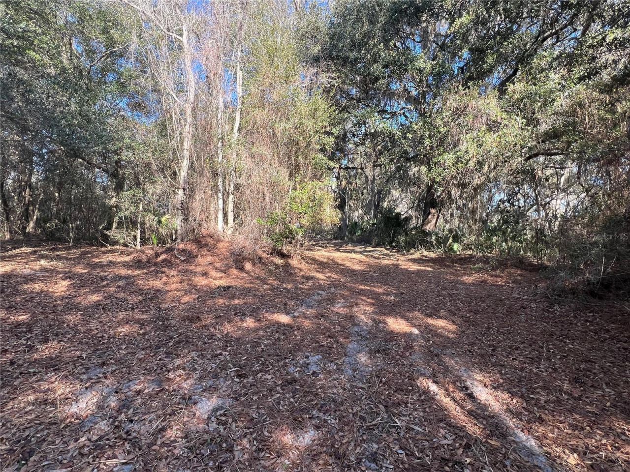 0 Forest  02, #2, SE 150th Street, Umatilla, FL 32784 Photo