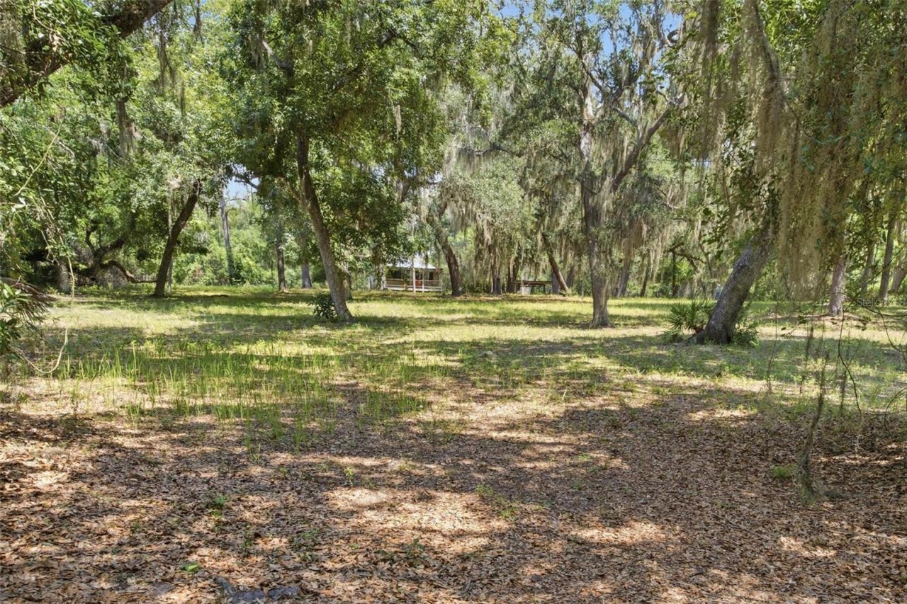 Forest  02 Road, Umatilla, FL 32784 Photo