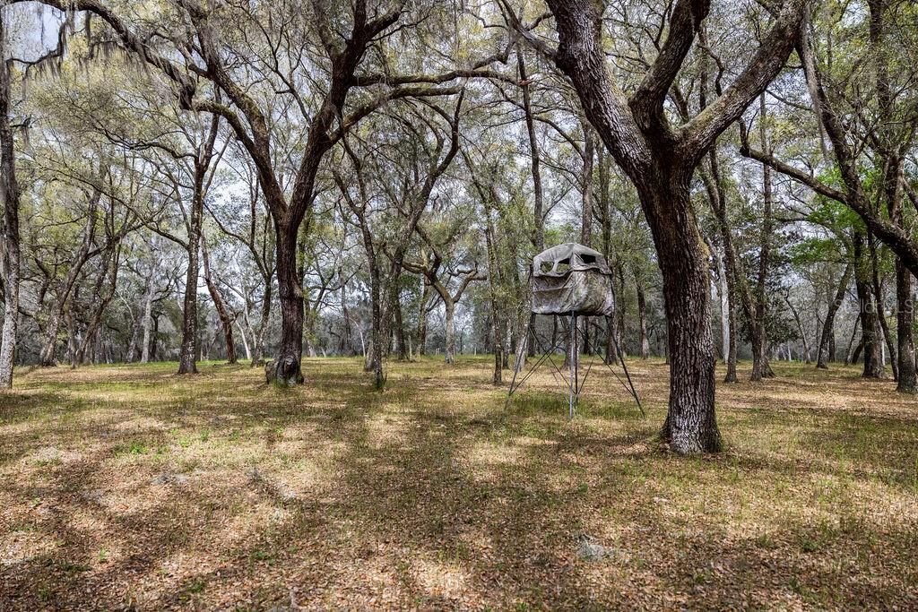 0 Forest  02, #2, SE 150th Street, Umatilla, FL 32784 Photo