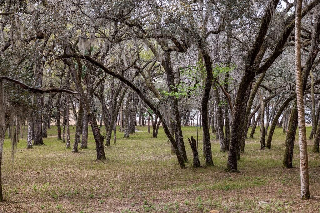 0 Forest  02, #2, SE 150th Street, Umatilla, FL 32784 Photo