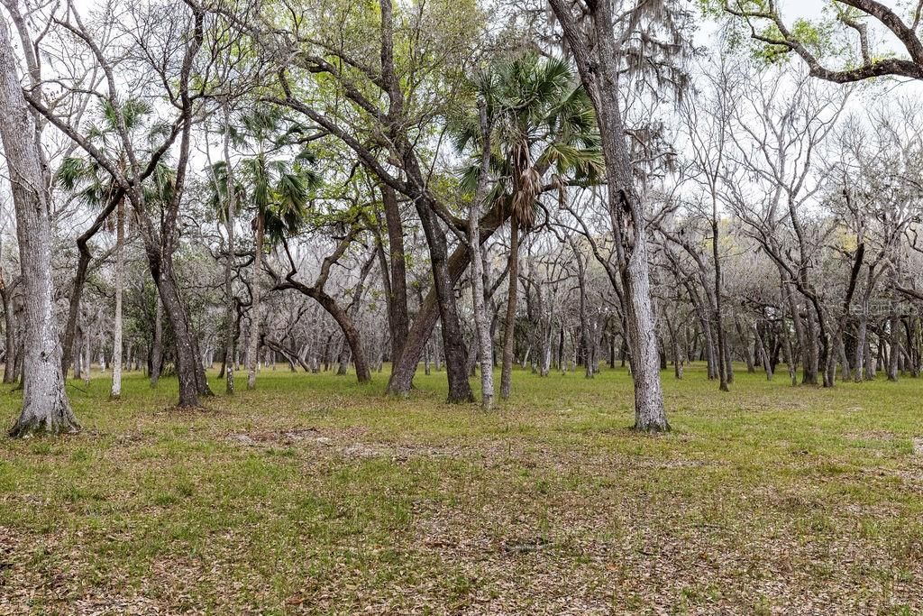 0 Forest  02, #2, SE 150th Street, Umatilla, FL 32784 Photo