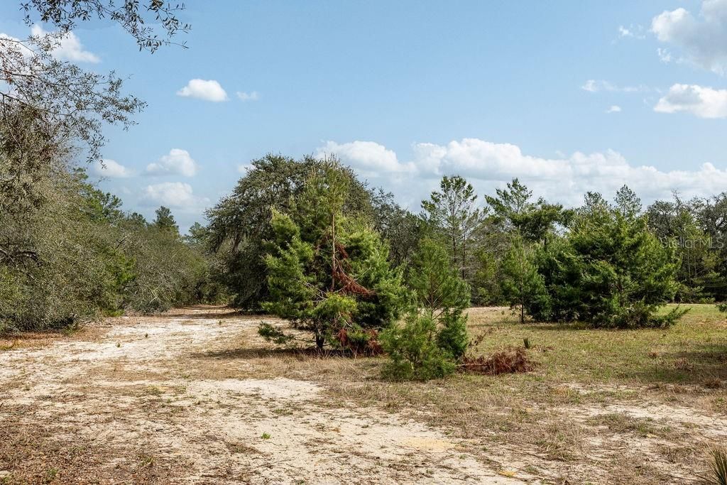 0 Forest  02, #2, SE 150th Street, Umatilla, FL 32784 Photo
