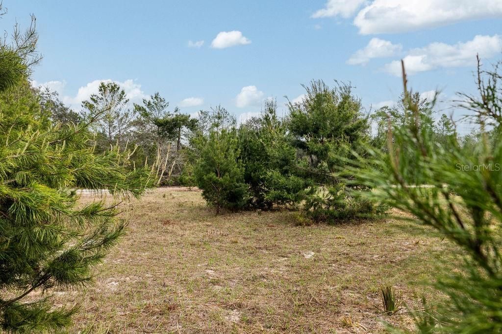 0 Forest  02, #2, SE 150th Street, Umatilla, FL 32784 Photo