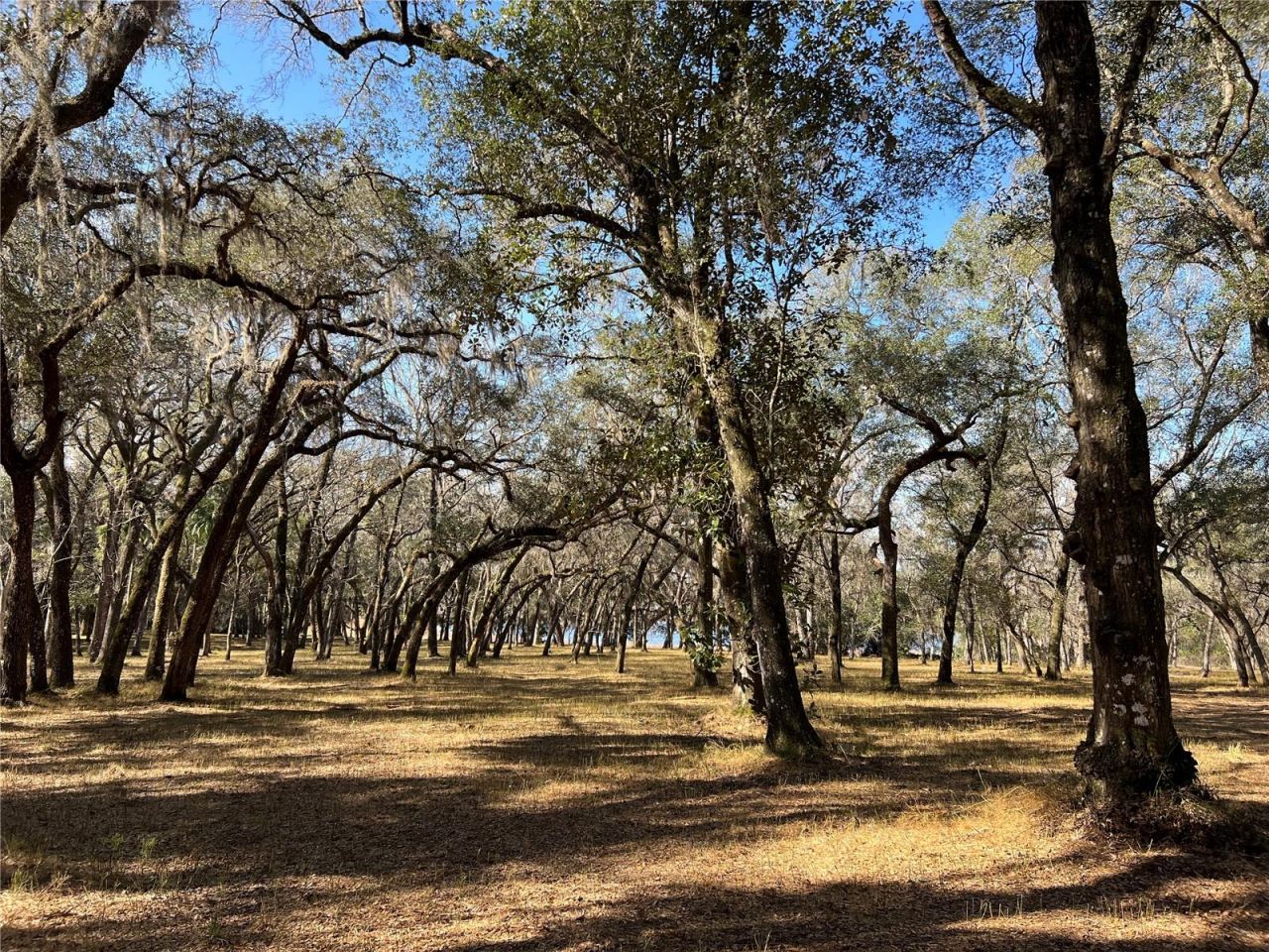 0 Forest  02, #2, SE 150th Street, Umatilla, FL 32784 Photo