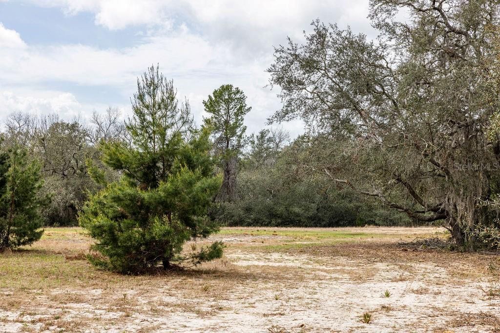 0 Forest  02, #2, SE 150th Street, Umatilla, FL 32784 Photo