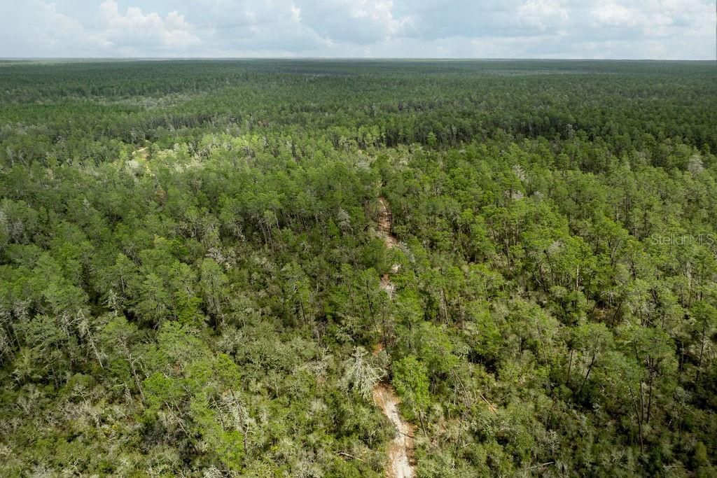 0 Forest  02, #2, SE 150th Street, Umatilla, FL 32784 Photo