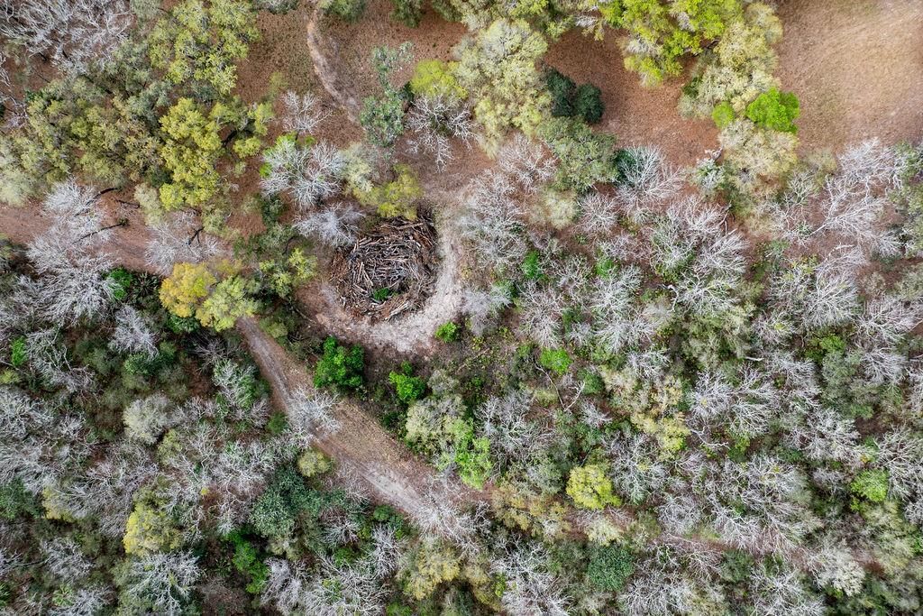0 Forest  02, #2, SE 150th Street, Umatilla, FL 32784 Photo