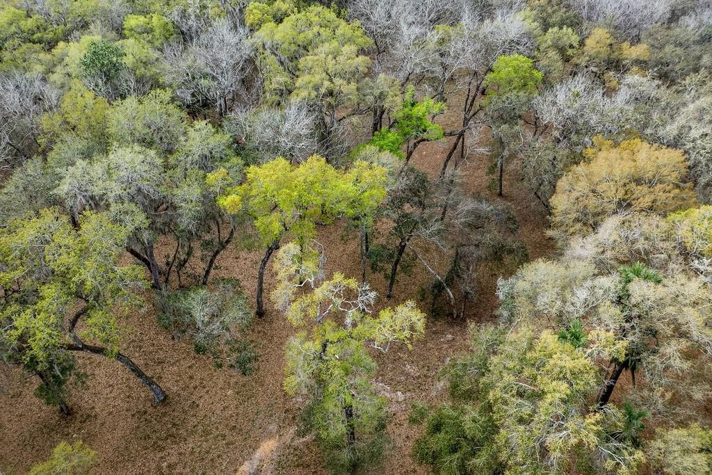 0 Forest  02, #2, SE 150th Street, Umatilla, FL 32784 Photo