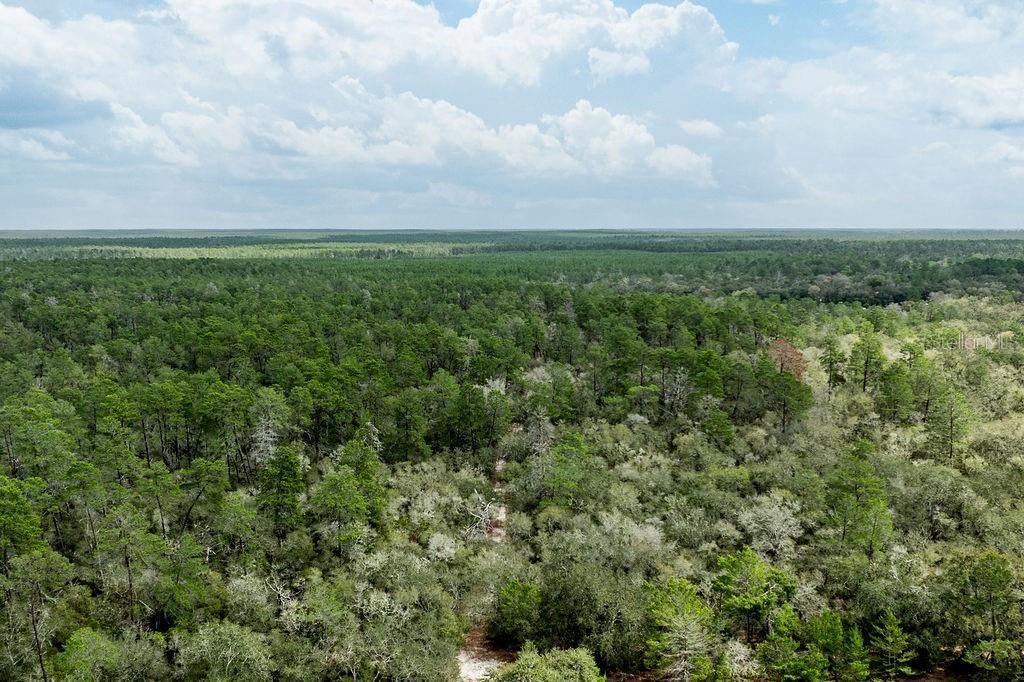 0 Forest  02, #2, SE 150th Street, Umatilla, FL 32784 Photo