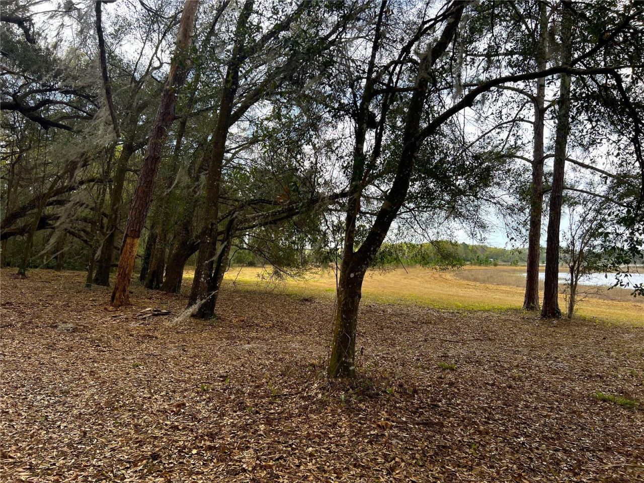 0 Forest  02, #2, SE 150th Street, Umatilla, FL 32784 Photo