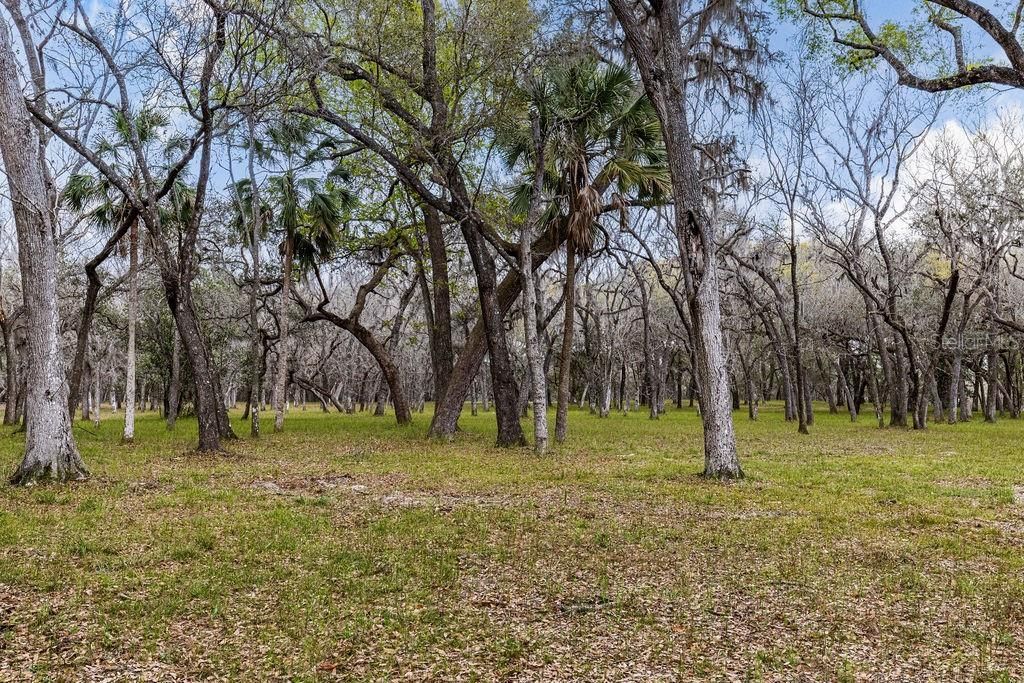 0 Forest  02, #2, SE 150th Street, Umatilla, FL 32784 Photo