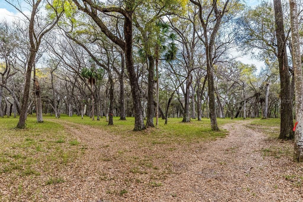 0 Forest  02, #2, SE 150th Street, Umatilla, FL 32784 Photo