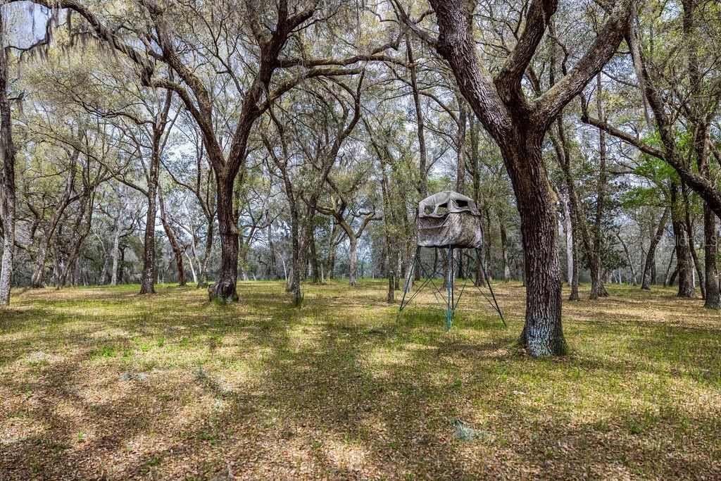 0 Forest  02, #2, SE 150th Street, Umatilla, FL 32784 Photo