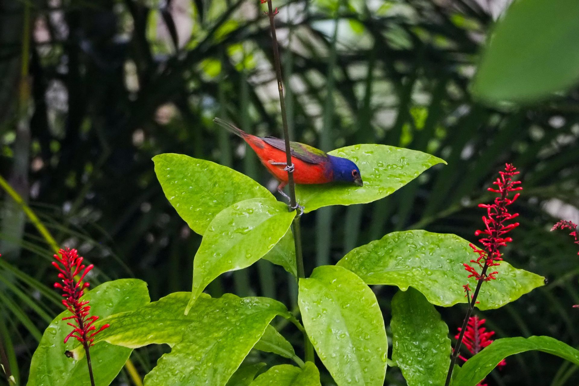 534 NW Kingston Street, Port Saint Lucie, FL 34983 Photo