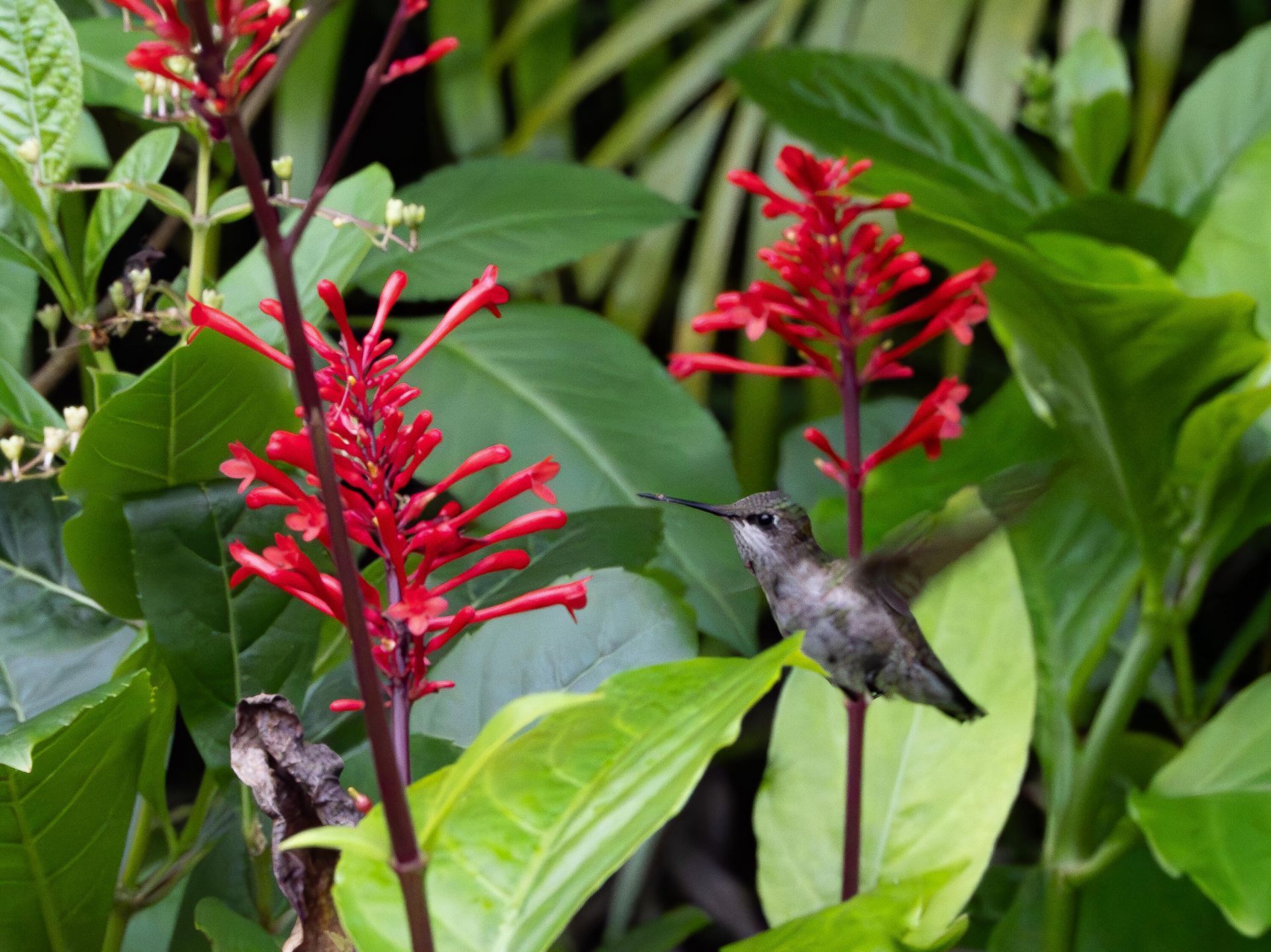 534 NW Kingston Street, Port Saint Lucie, FL 34983 Photo