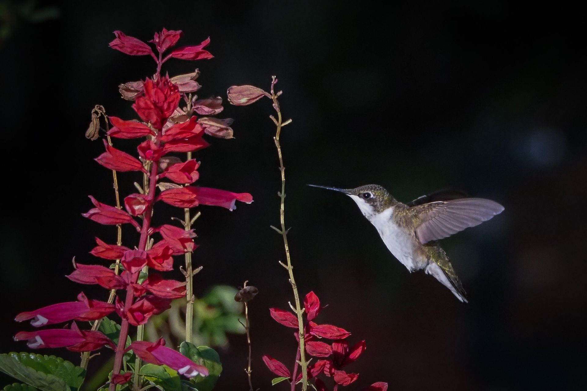 534 NW Kingston Street, Port Saint Lucie, FL 34983 Photo