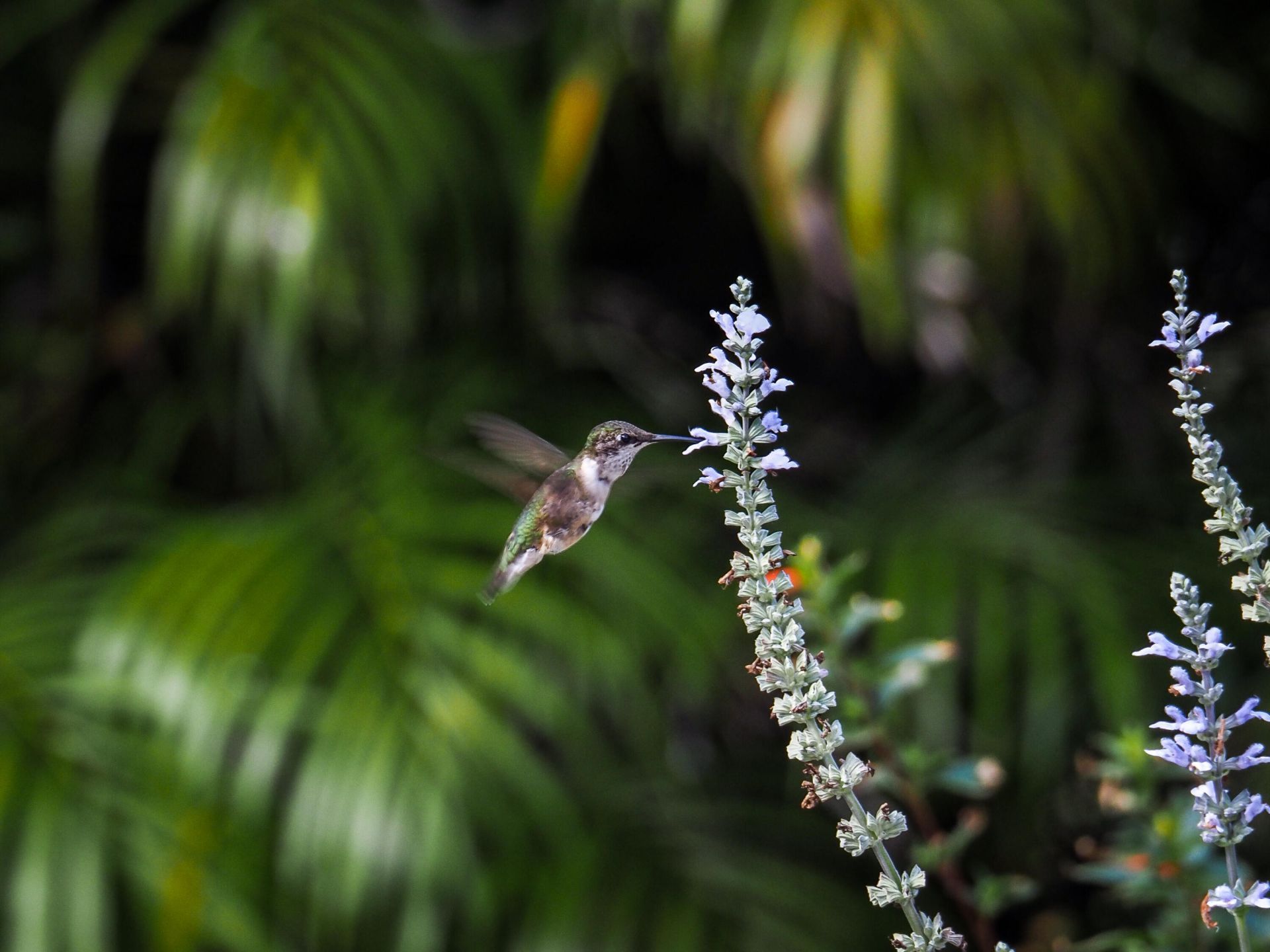 534 NW Kingston Street, Port Saint Lucie, FL 34983 Photo