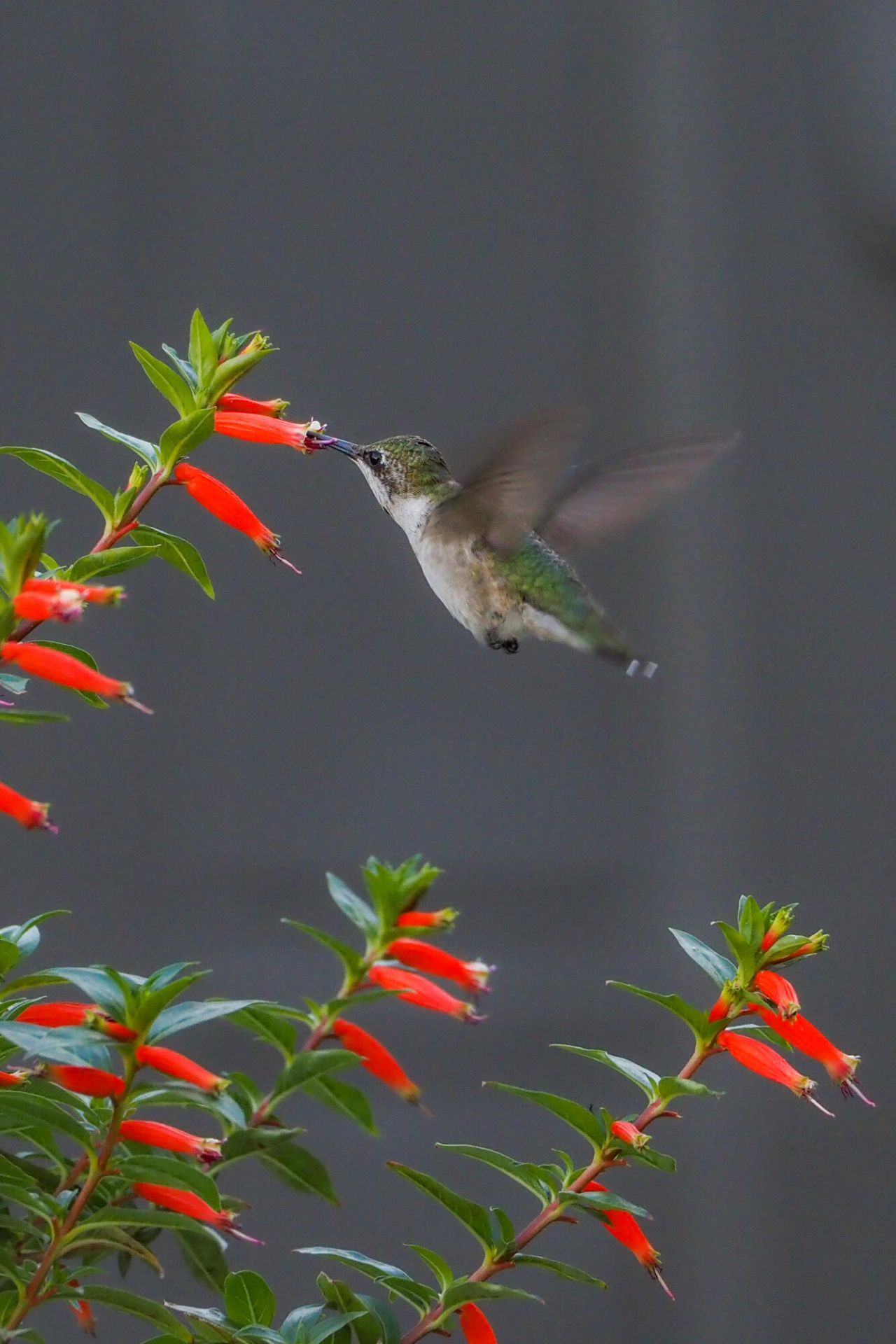 534 NW Kingston Street, Port Saint Lucie, FL 34983 Photo