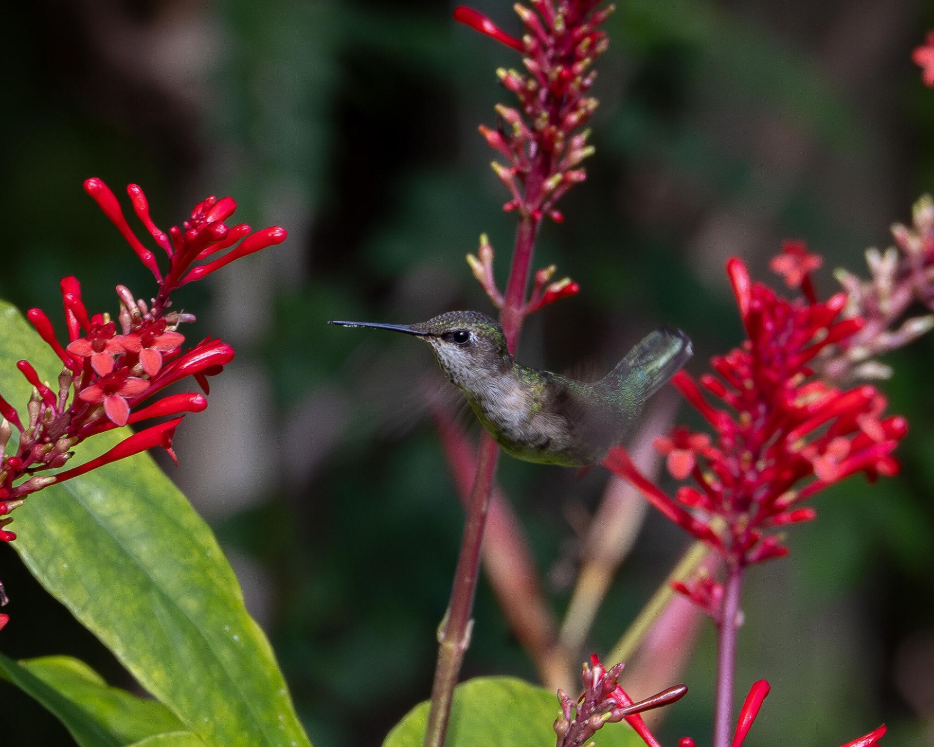 534 NW Kingston Street, Port Saint Lucie, FL 34983 Photo