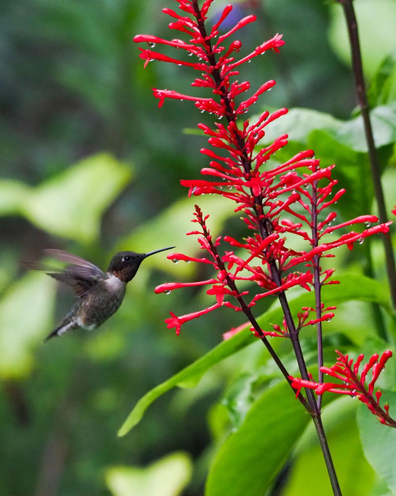 534 NW Kingston Street, Port Saint Lucie, FL 34983 Photo