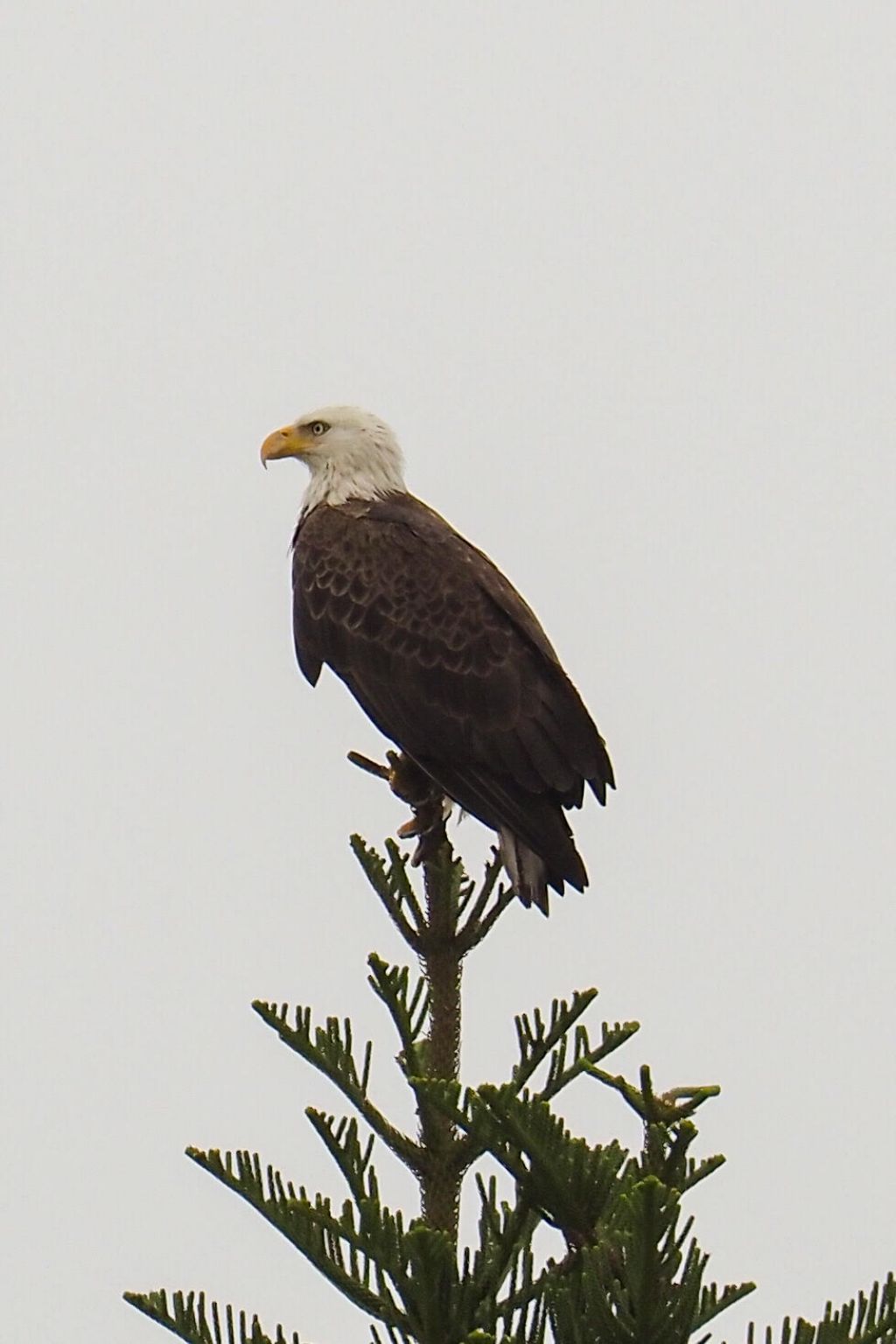 534 NW Kingston Street, Port Saint Lucie, FL 34983 Photo