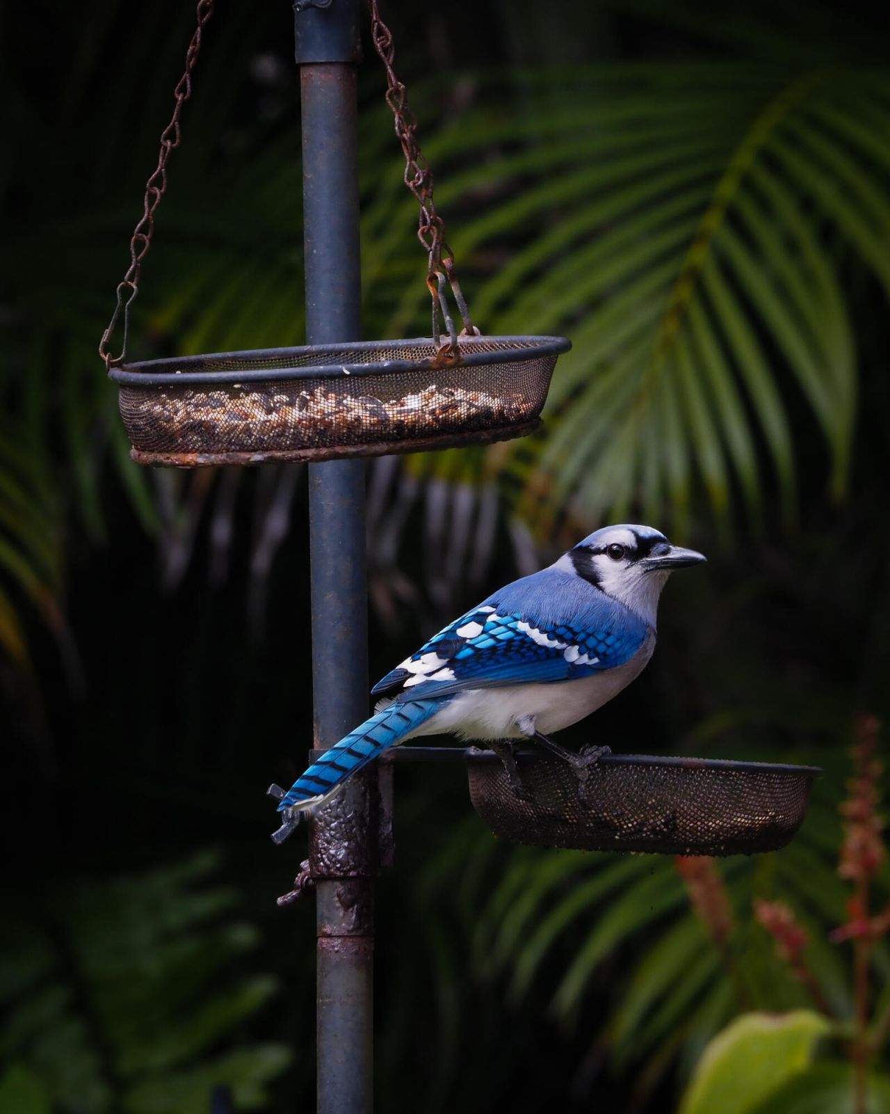 534 NW Kingston Street, Port Saint Lucie, FL 34983 Photo