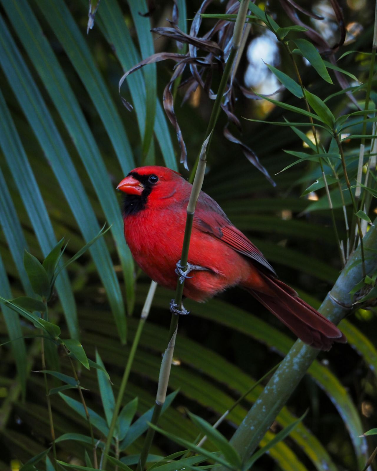 534 NW Kingston Street, Port Saint Lucie, FL 34983 Photo