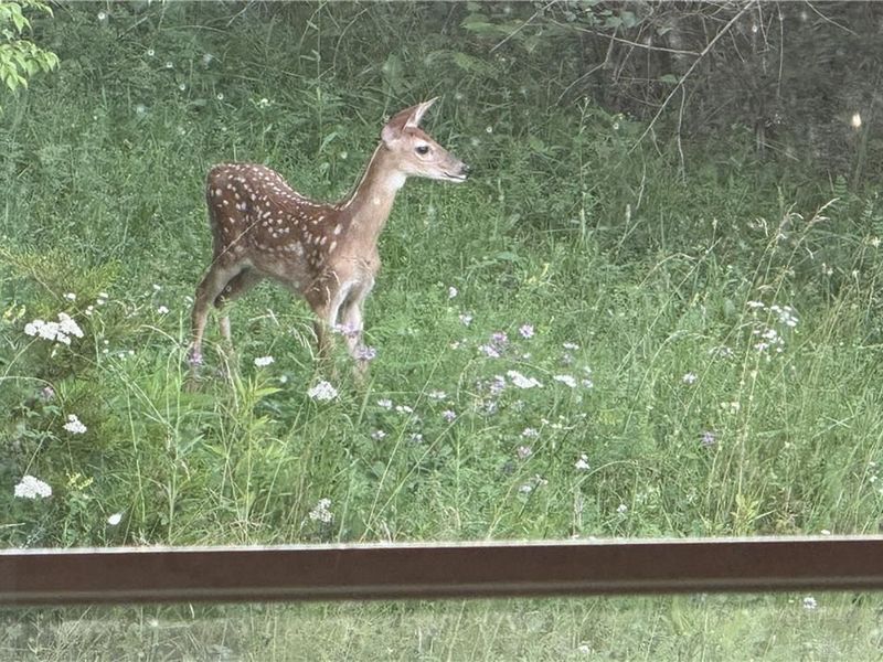 7219 N US 42, Wayne Township, OH 45068 Photo 33