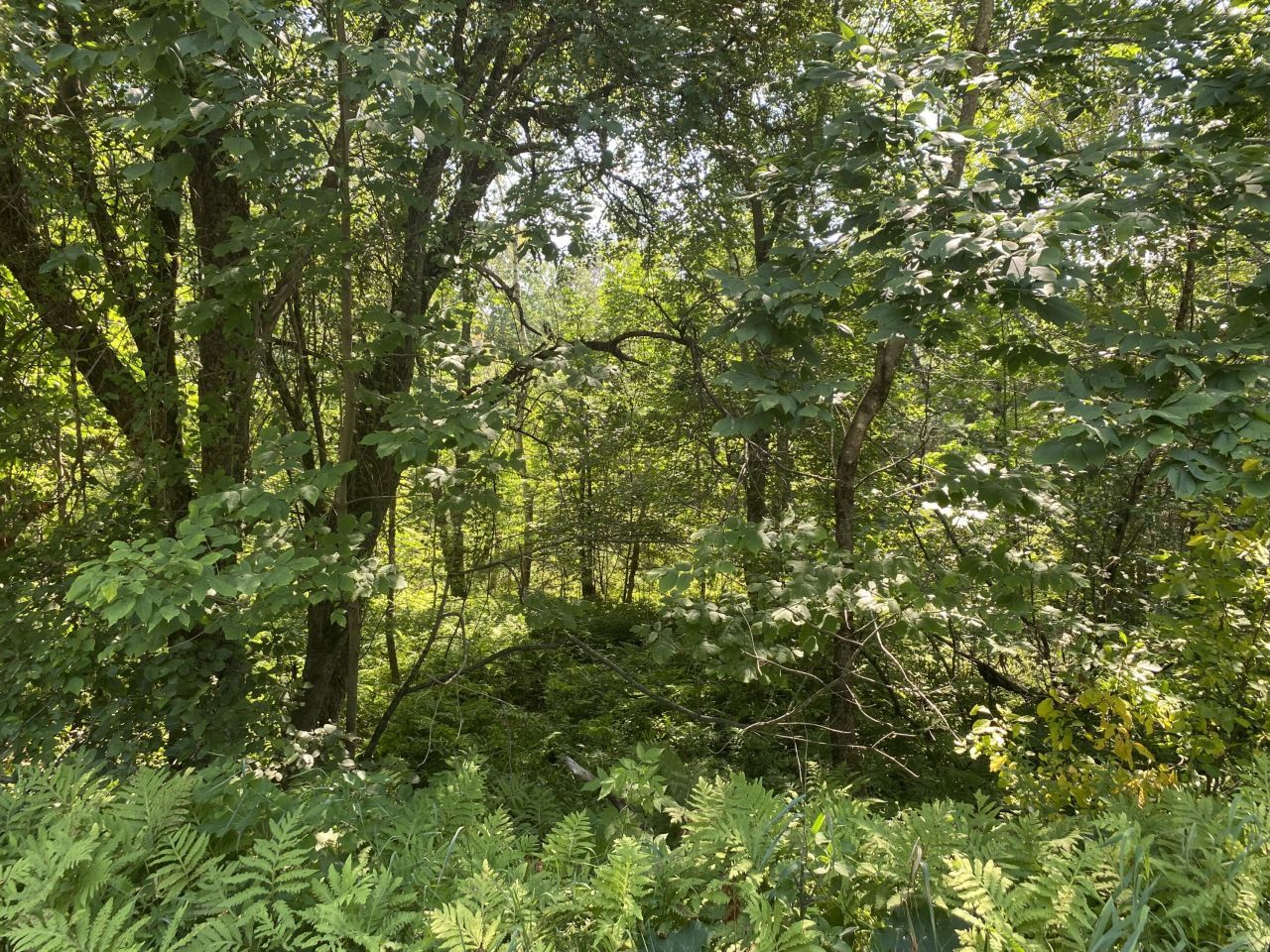 Map1lot25 Taylor Road, Athens, ME 04912 Main Photo