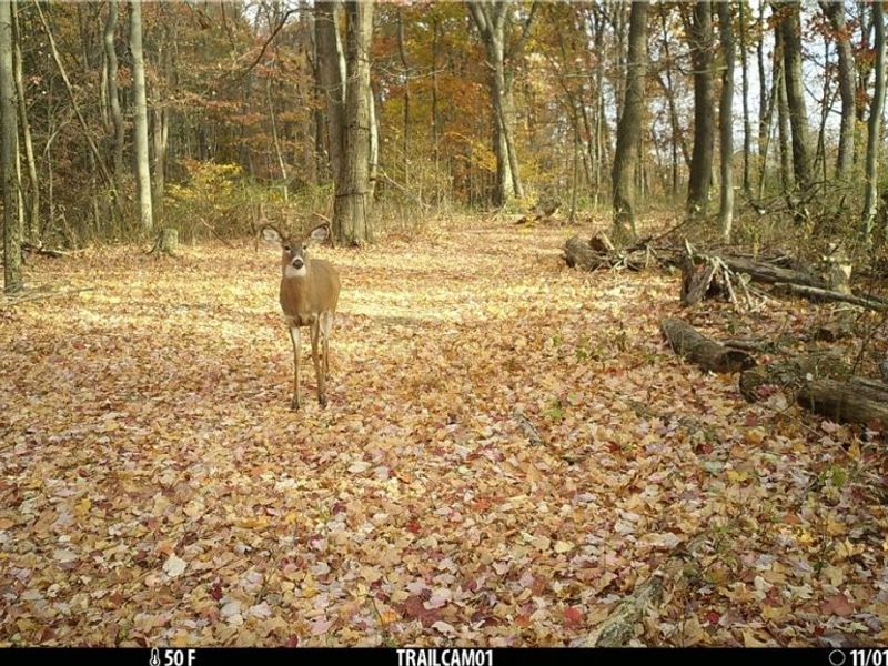 2210 Scroll Road SW, Carrollton, OH 44615 Photo 40